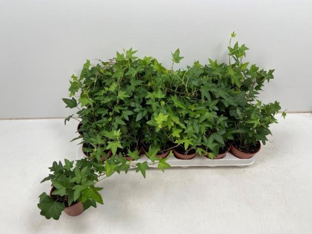 Kambarinis augalas, gebenė, vazonėlio skersmuo 9 cm.