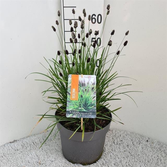 Žolinis augalas, mėlitas, vazono skersmuo 26 cm.