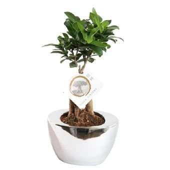 Kambarinis augalas, fikusas keraminiame vazonėlyje, vazonėlio skersmuo 14 cm.