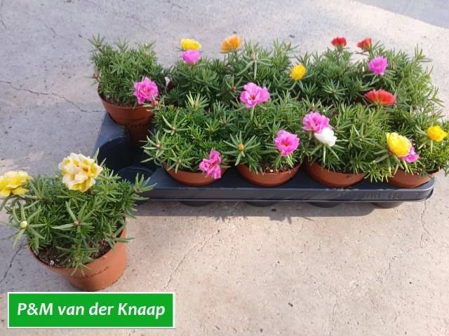 Vienmetė gėlė, portulaka didžiažiedė, vazonėlio skersmuo 12 cm.
