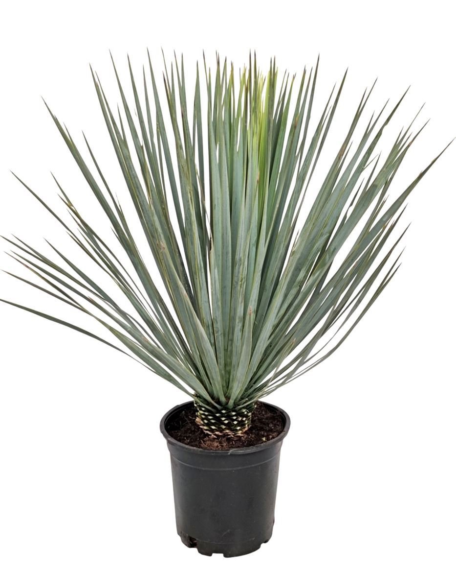 Žolinis augalas, juka "Rostrata", vazonėlio skersmuo 24 cm.