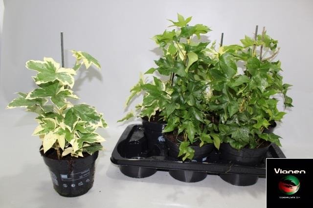 Kambarinis augalas, fatsija japoninė, vazonėlio skersmuo 17 cm.