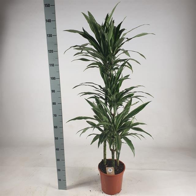 Kambarinis augalas, dracena "Warneckei", vazonėlio skersmuo 24 cm.