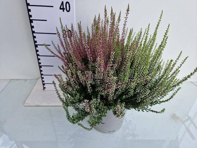 Vienmetė gėlė, viržis mix, vazonėlio skersmuo 19 cm.