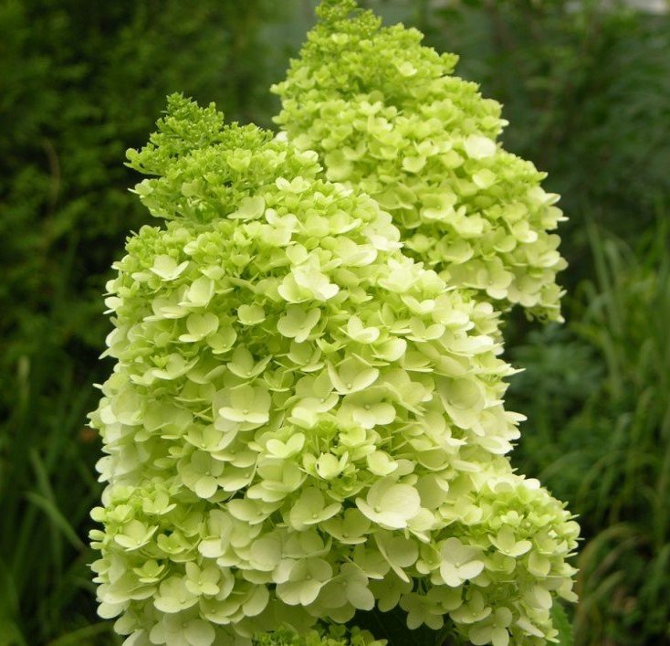 Dekoratyvinis krūmas, šluotelinė hortenzija "Mojito", vazonėlio skersmuo 19 cm.