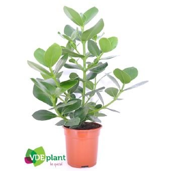 Kambarinis augalas, kluzija, vazono skersmuo 17 cm.