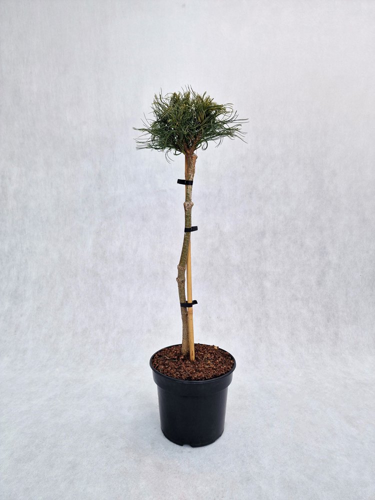 Spygliuotis, pušis veimutinė "Green twist", vazonas 3 l.