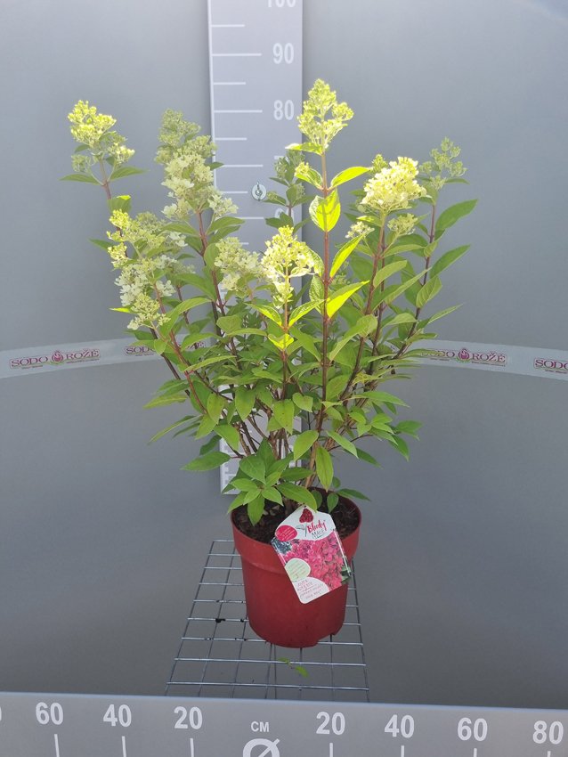 Dekoratyvinis krūmas, hortenzija šluotelinė "Bloody Mary", vazonas 5 l.