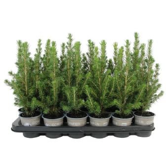 Spygliuotis, eglė baltoji "Conica", vazonėlio skersmuo 9 cm.