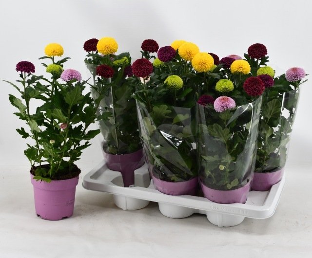 Vienmetė gėlė, chrizantema, vazonėlio skersmuo 14 cm.