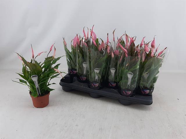 Kambarinis augalas, vėzdūnė "Rose", vazonėlio skersmuo 11 cm.