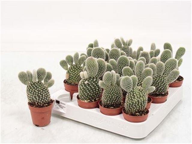 Kambarinis augalas, opuncija "Microdasys Albispin", vazonėlio skersmuo 6 cm.