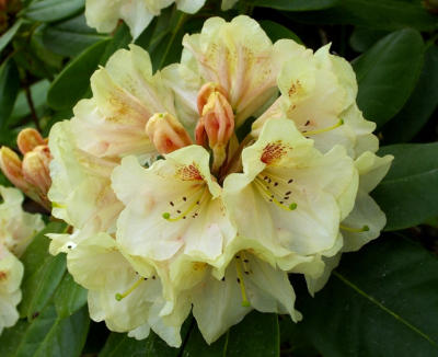 Dekoratyvinis krūmas, rododendras, hibridas "Goldbucket"