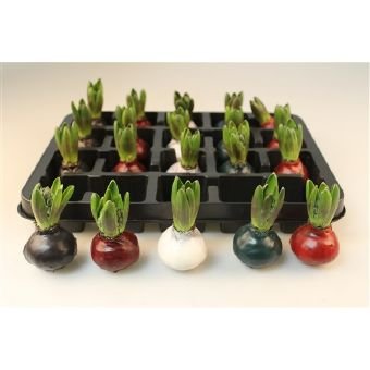 Kambarinis augalas, hiacintas vaške, vazonėlio skersmuo 15 cm.