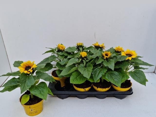 Daugiametė gėlė, saulėgrąža, vazonėlio skersmuo 12 cm.