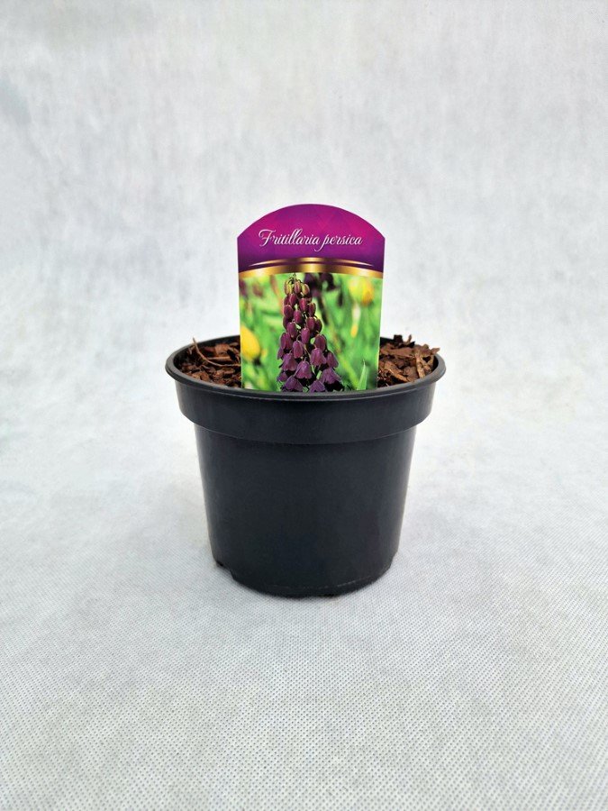 Daugiametė gėlė, margutė, įvairių sp., vazonas 1,5 l.