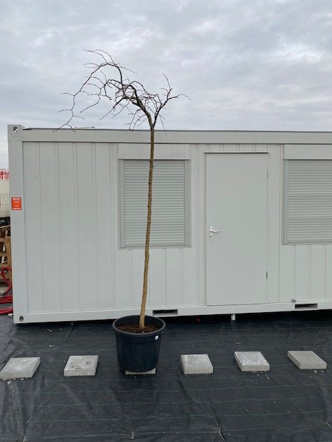 Dekoratyvinis medis, guoba kalninė, vazonėlio skersmuo 65 cm.