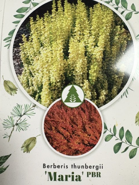 Dekoratyvinis krūmas, raugerškis tunbergo "Maria", vazonėlio skersmuo 23 cm.