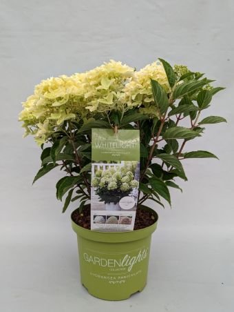 Dekoratyvinis krūmas, hortenzija šluotelinė  "Whitelight", vazonėlio skersmuo 23 cm.