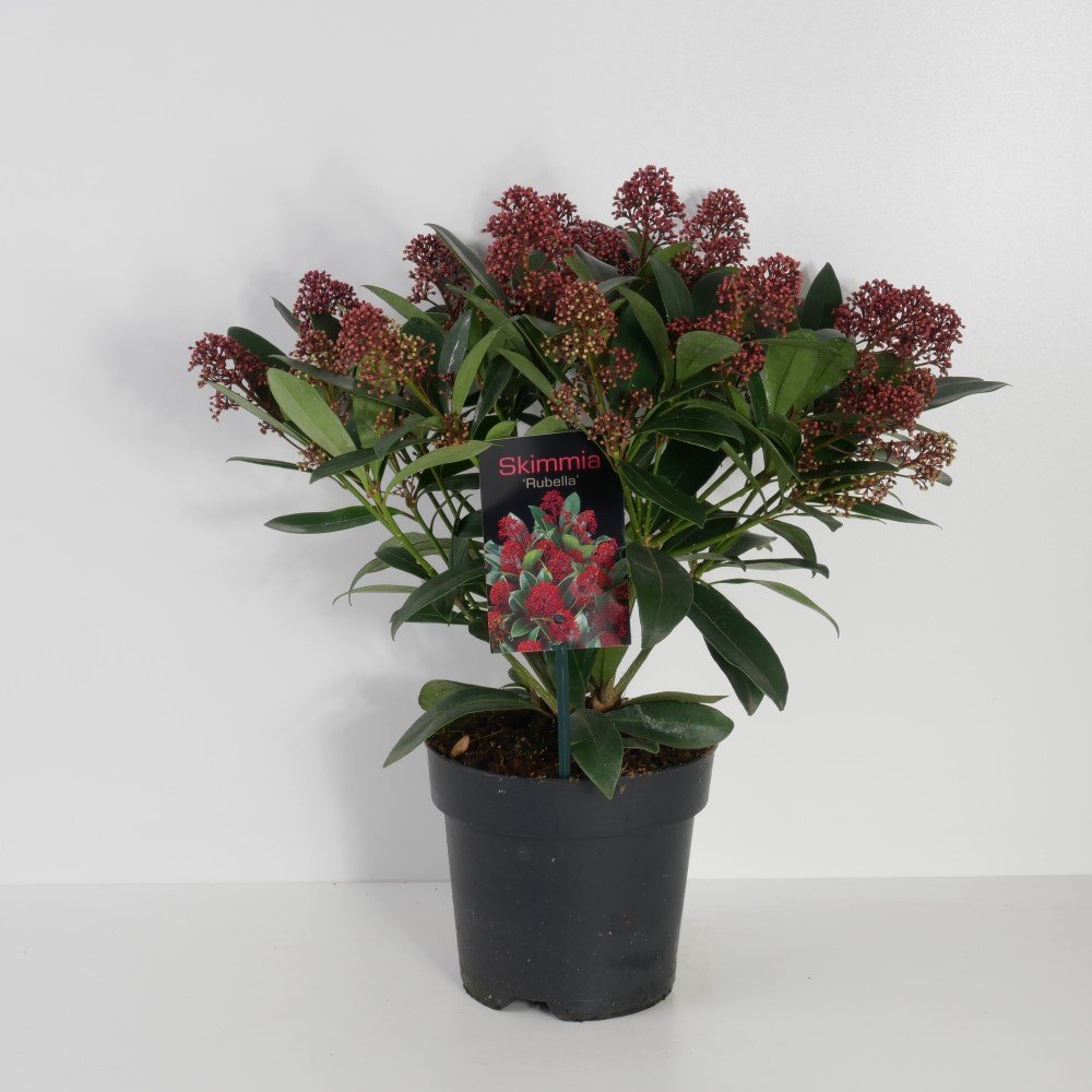 Dekoratyvinis krūmas, skimija "Rubella", vazonėlio skersmuo 19 cm.