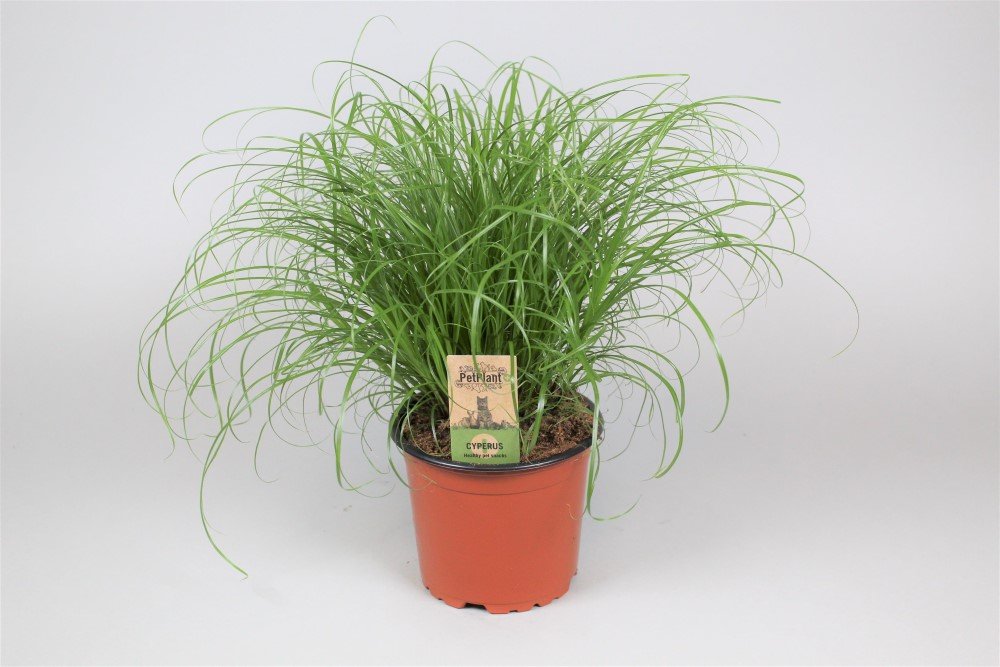 Kambarinis augalas, viksvuolė "Zumula", vazonėlio skersmuo 12 cm.