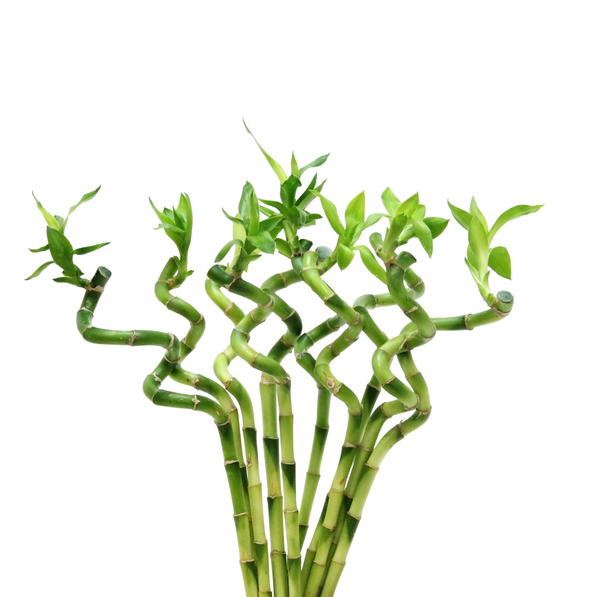 Kambarinis augalas, dracena "Lucky bamboo", indelyje, skersmuo 6 cm., aukštis 40 cm.