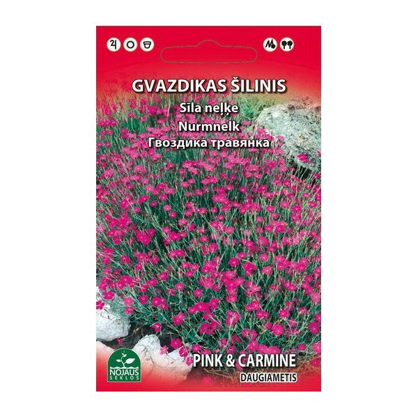 Sėklos gėlių, gvazdikas, šilinis, (02-07mėn)