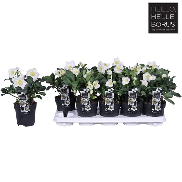 Daugiametė gėlė, baltažiedis eleboras, vazonėlio skersmuo 12 cm.