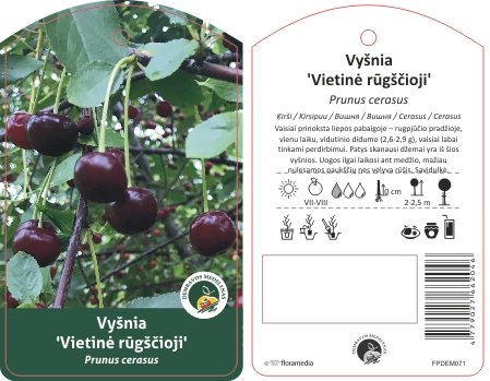 Vaismedis, vyšnia "Vietinė rūgščioji"