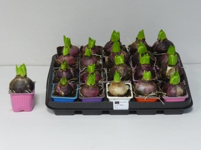 Kambarinis augalas, hiacintas, vazonėlio skersmuo 7 cm.