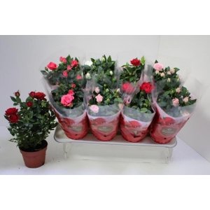 Kambarinis augalas, rožė vazonėlyje, vazonėlio skersmuo 13 cm.