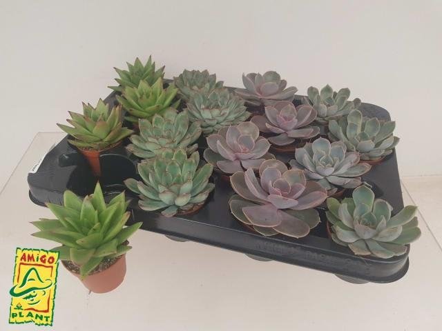 Kambarinis augalas, kalvorė (eševerija), vazonėlio skersmuo 8 cm.