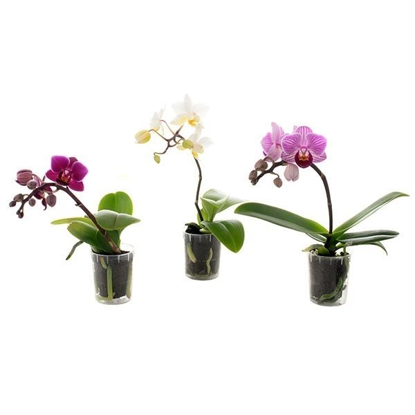 Kambarinis augalas, orchidėja (Phalaenopsis), mini, vazonėlio skersmuo 5 cm.