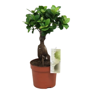 Kambarinis augalas, fikusas (bonsai), vazonėlio skersmuo 17 cm.