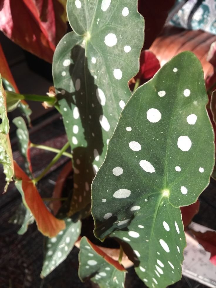 Kambarinis augalas, begonija "Maculata", vazonėlio skersmuo 12 cm.