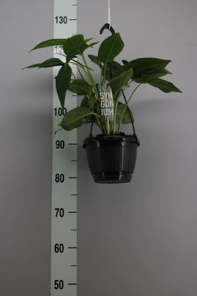 Kambarinis augalas, singonis (pakabinamas), vazonėlio skersmuo 15 cm.