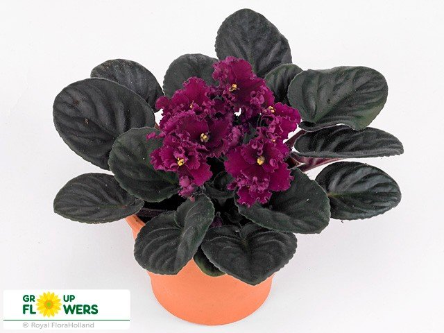 Kambarinis augalas, sanpaulija "Madison", vazonėlio skersmuo 12 cm.