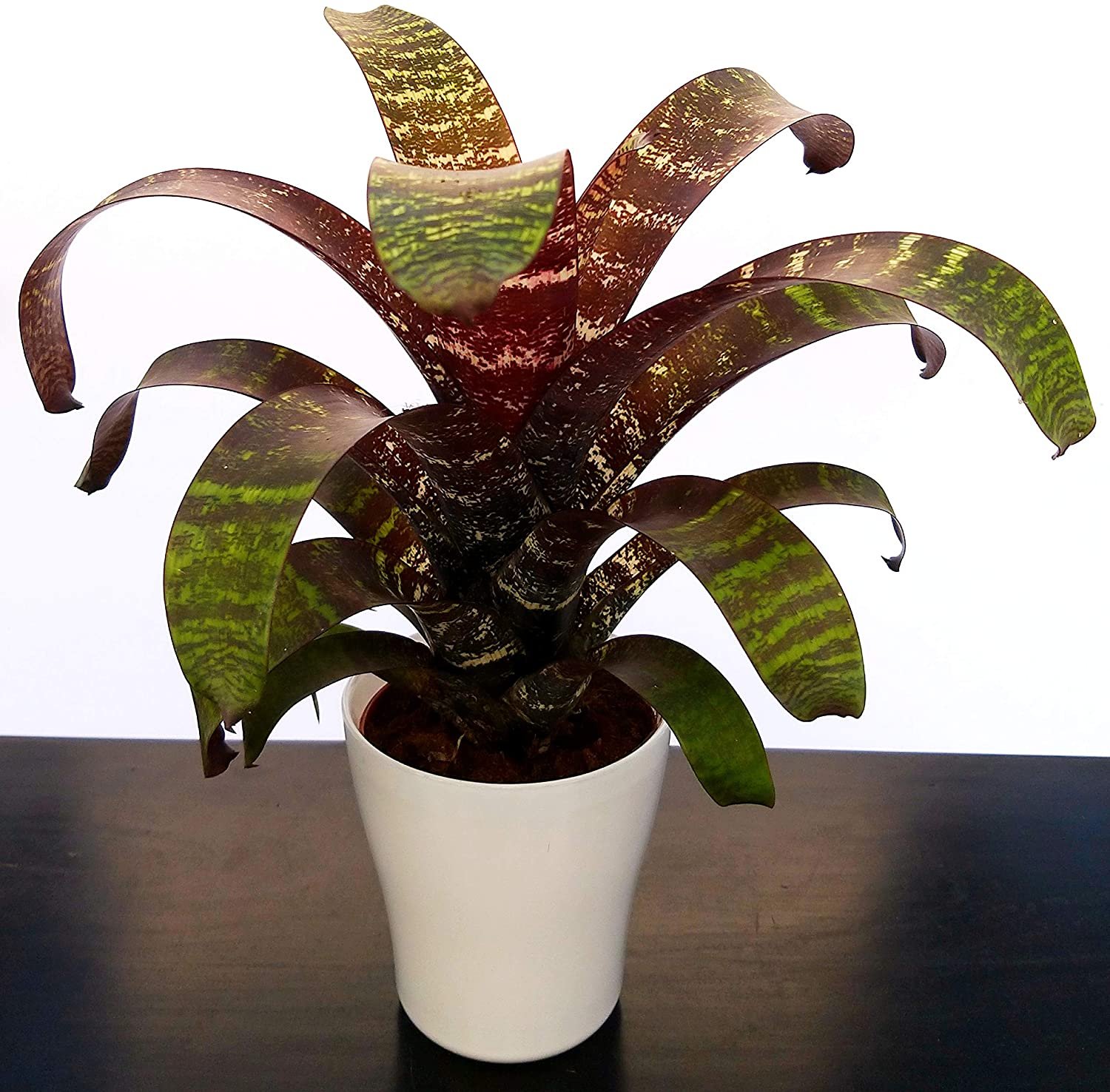 Kambarinis augalas, bromelija keraminiame vazonėlyje, vazonėlio skersmuo 11 cm.