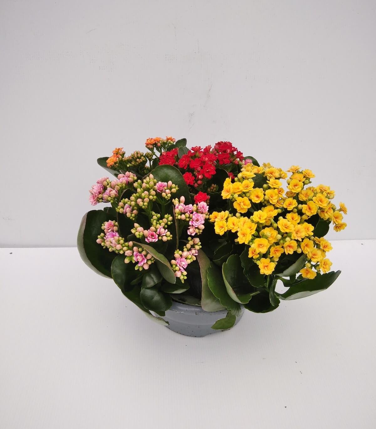 Kambarinis augalas, kalankė, vazonėlio skersmuo 23 cm.