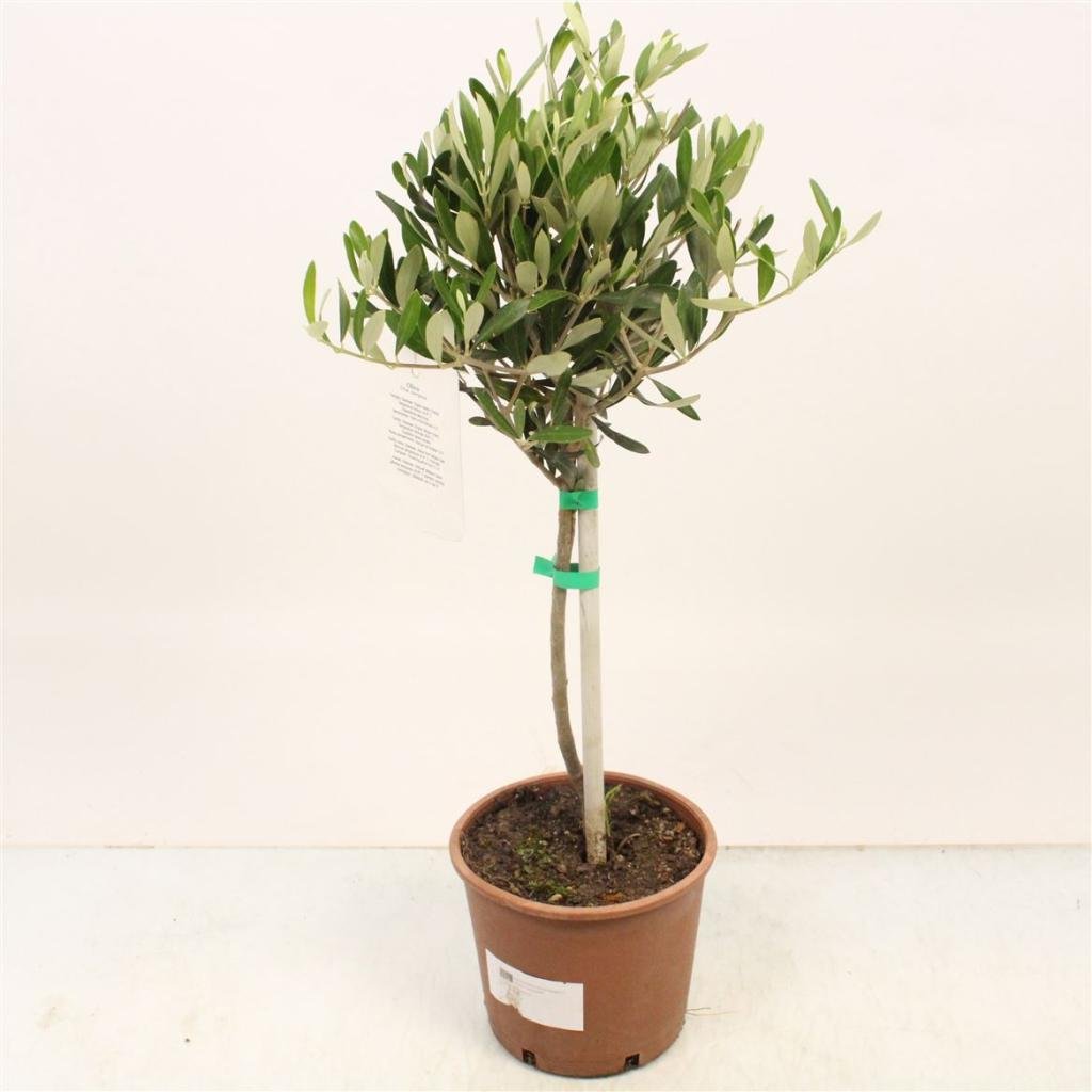 Kambarinis augalas, alyvmedis "Europinis", vazonėlio skersmuo 18 cm.
