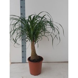 Kambarinis augalas, nolina "Beaucarnea", vazonėlio skersmuo 24 cm.