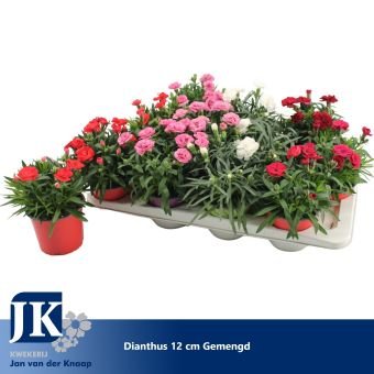 Daugiametė gėlė, gvazdikas, įvairūs, vazonėlio skersmuo 12 cm.