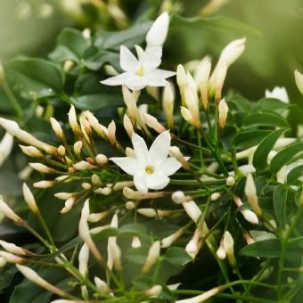 Dekoratyvinis krūmas, jazminaitis, vazonėlio skersmuo 23 cm.