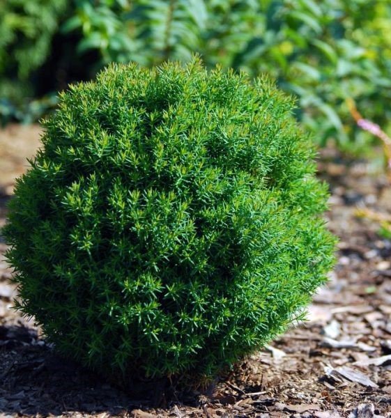 Spygliuotis, tuja "Teddy", aukštis 20 cm.,  vazonėlio skersmuo 13 cm.
