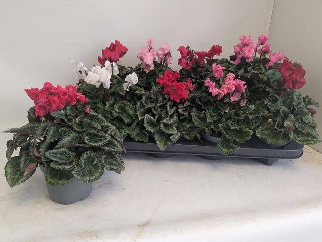 Kambarinis augalas, ciklamenas "Metis Crispi", vazonėlio skersmuo 11 cm.
