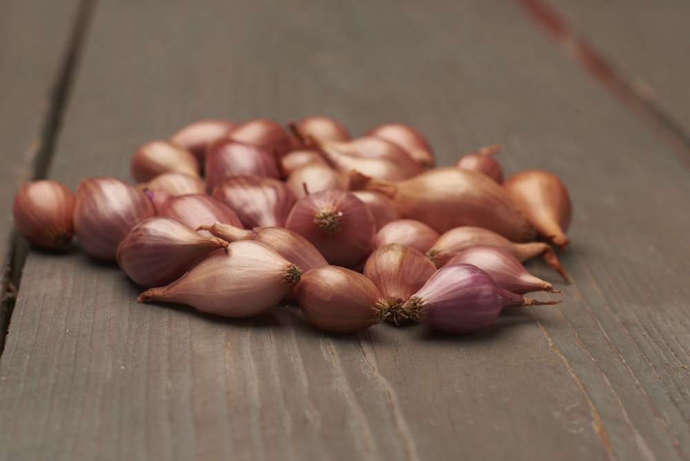Valgomųjų svogūnų sodinukai Rosanna, ASEJA, 14/21 mm, 0,5 kg