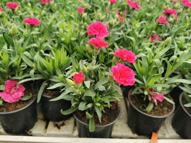 Vienmetė gėlė, gvazdikas, vazonėlio skersmuo 10 cm.