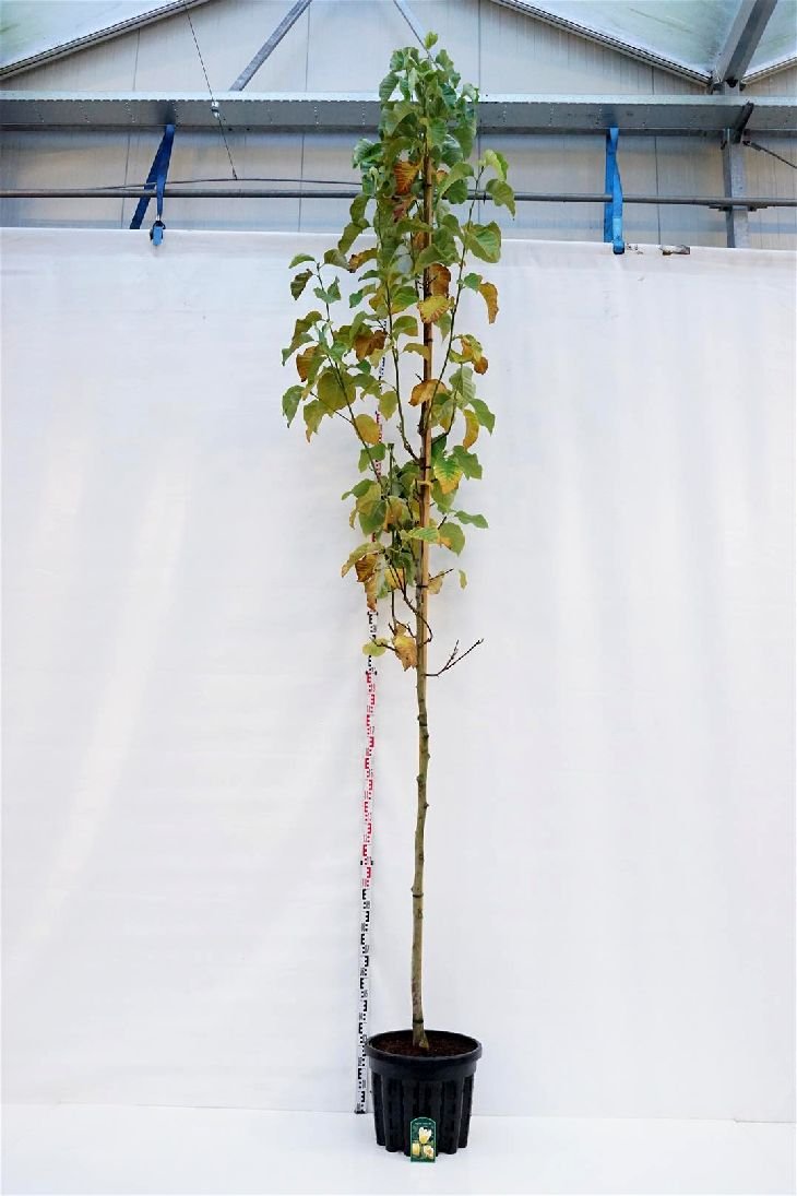 Dekoratyvinis medis, magnolija bruklino "Yellow Bird", aukštis 300 cm., vazonas 50 l.