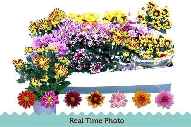 Vienmetė gėlė, chrizantema, įvairios, vazonėlio skersmuo 12 cm.