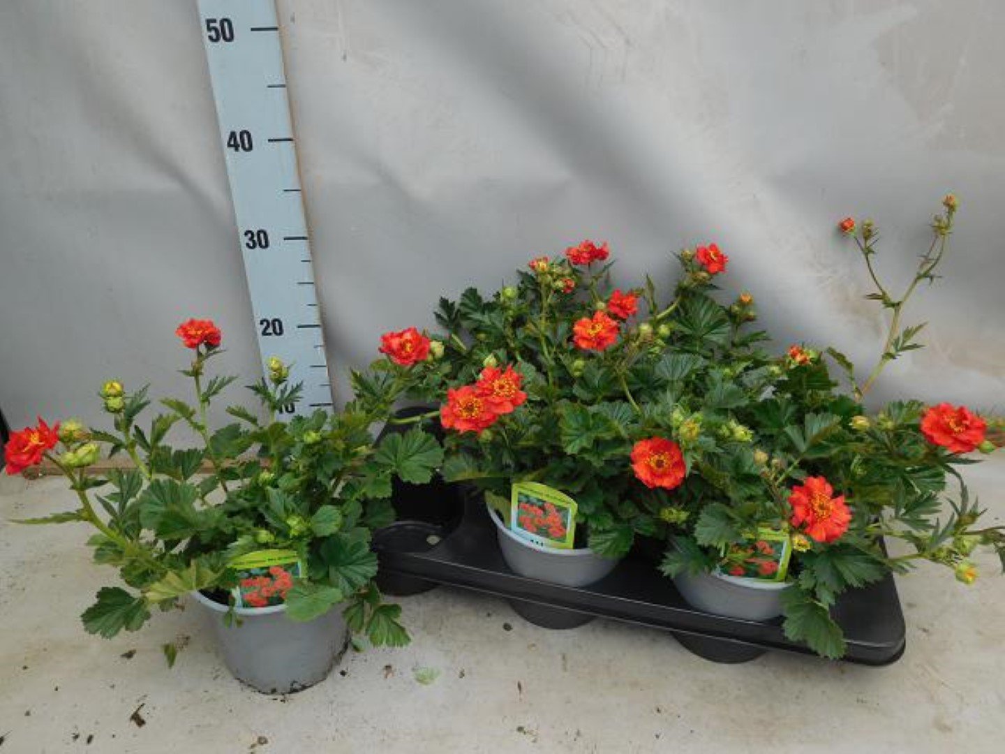 Daugiametė gėlė, žiognagė "Bradshaw", vazono skersmuo 15 cm.